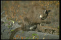 136086 Cougar Grooming A4 Photo Print