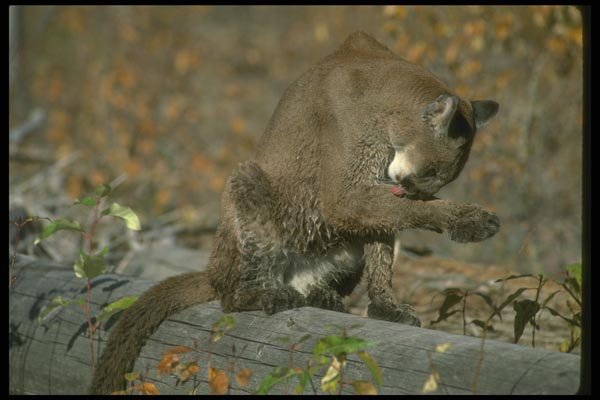136086 Cougar Grooming A4 Photo Print
