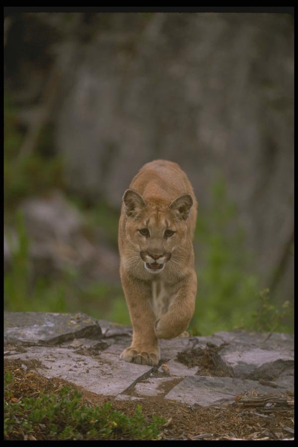 136087 Cougar Eye Contact Summer A4 Photo Print