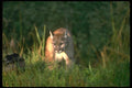 136088 Cougar Adult In Dappled Woods A4 Photo Print