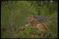 136089 Cougar Lying Down Summer A4 Photo Print