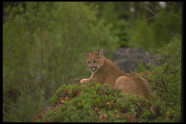 136089 Cougar Lying Down Summer A4 Photo Print