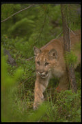 136090 Cougar Stalking Summer A4 Photo Print