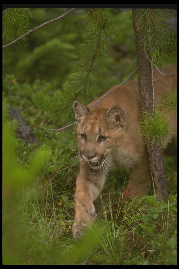 136090 Cougar Stalking Summer A4 Photo Print