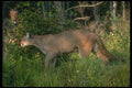 136091 Cougar Adult In Dappled Woods A4 Photo Print