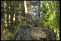 136092 Cougar Adult In Dappled Woods A4 Photo Print