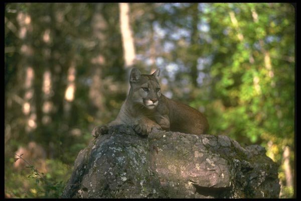 136092 Cougar Adult In Dappled Woods A4 Photo Print