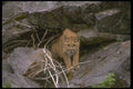 136093 Cougar Eye Contact Summer A4 Photo Print