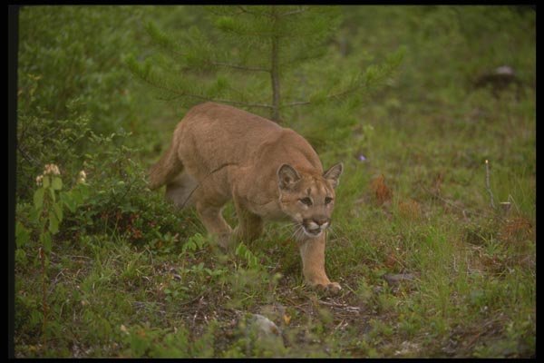 136094 Cougar Stalking A4 Photo Print