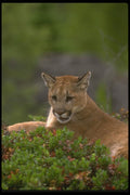 136095 Cougar Relaxing A4 Photo Print