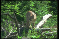 136096 Cougar Walking Through Woods A4 Photo Print