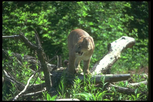 136096 Cougar Walking Through Woods A4 Photo Print
