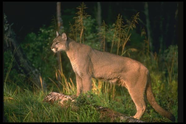 136097 Cougar Adult In Dappled Woods A4 Photo Print