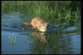 136098 Cougar Standing In Summer River A4 Photo Print