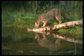 136099 Cougar Reflected In Beaver Pond A4 Photo Print
