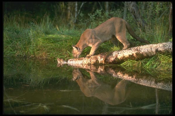 136099 Cougar Reflected In Beaver Pond A4 Photo Print