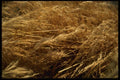 137010 Golden Hay A4 Photo Print