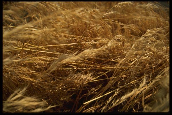 137010 Golden Hay A4 Photo Print