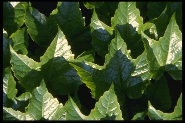 137014 Green Leaves A4 Photo Print