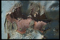 137016 Green Peeling Metal A4 Photo Print