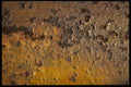 137024 Yellow Rust A4 Photo Print