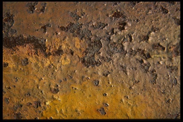 137024 Yellow Rust A4 Photo Print