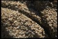 137029 Princess Gates Stone A4 Photo Print