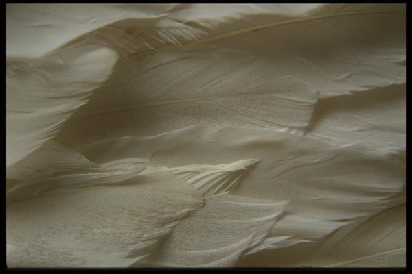 137031 Feathers A4 Photo Print
