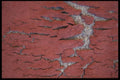 137036 Red Texture A4 Photo Print