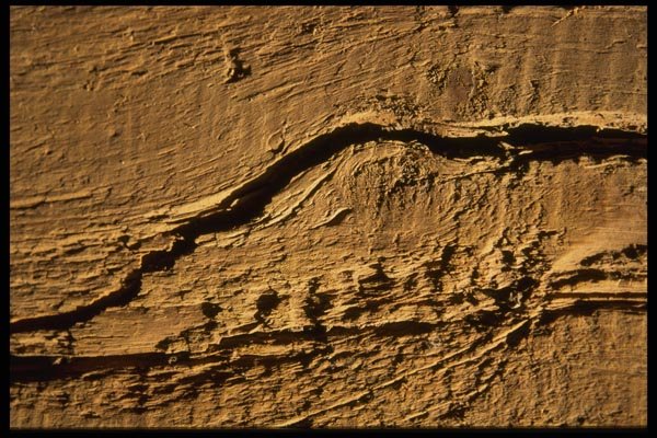 137041 Wood A4 Photo Print