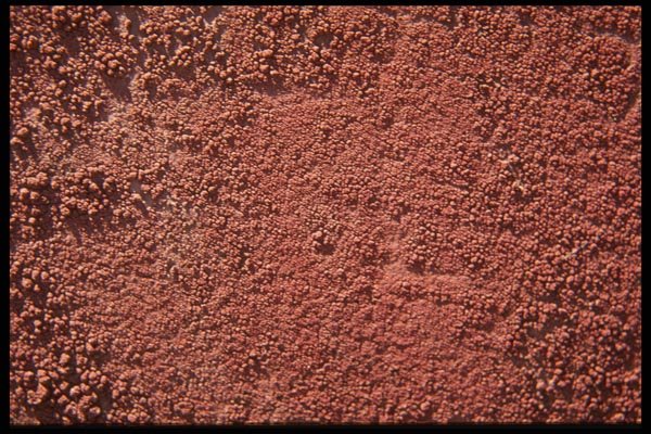 137044 Pink Wall A4 Photo Print