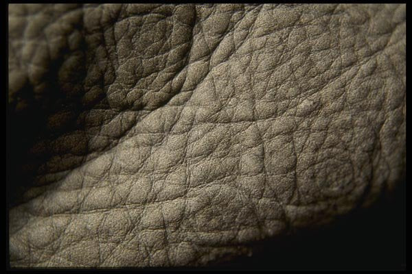 137045 Rough Leather (Elephant) A4 Photo Print