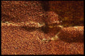 137051 Sand Paper A4 Photo Print