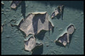 137066 Blue Peeling Paint A4 Photo Print