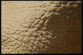 137068 White Leather A4 Photo Print