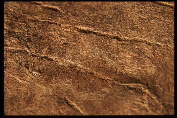 137070 Bark Paper A4 Photo Print