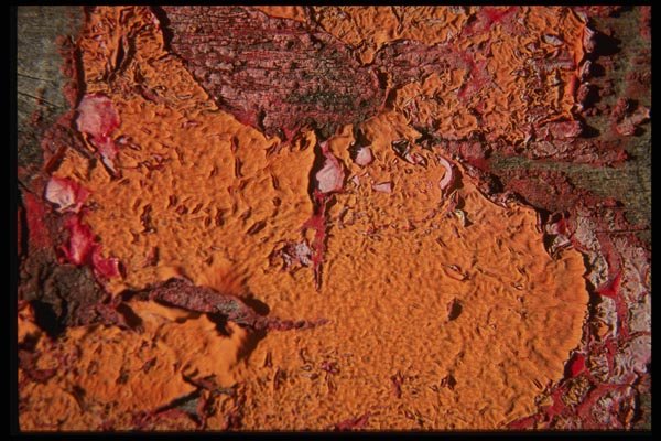 137071 Red Yellow Rusty Texture A4 Photo Print