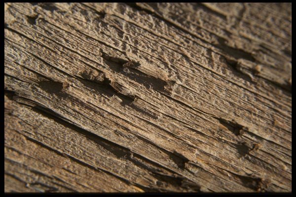 137073 Wood Grain A4 Photo Print