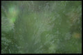 137074 Green Plastic A4 Photo Print