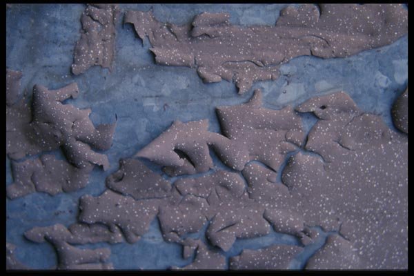 137081 Blue With Peeling Brown A4 Photo Print