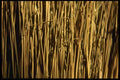 137084 Broom Bristles A4 Photo Print