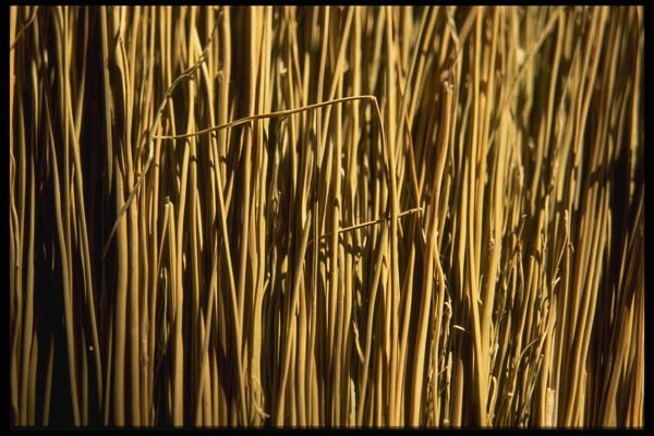 137084 Broom Bristles A4 Photo Print