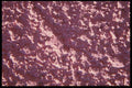 137085 Pink Wall A4 Photo Print