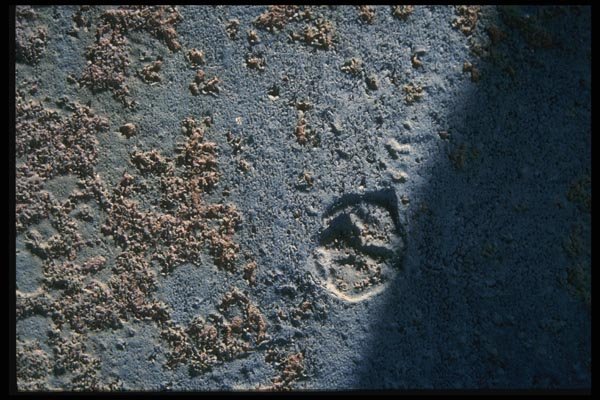 137087 Blue Texture (Metal) A4 Photo Print