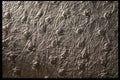 137099 Ostrich Skin Leather A4 Photo Print