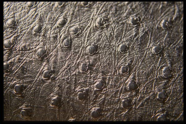 137099 Ostrich Skin Leather A4 Photo Print
