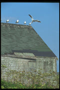 138006 Seagulls On The Roof A4 Photo Print