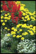 138020 Eastern Flowers In Bloom A4 Photo Print