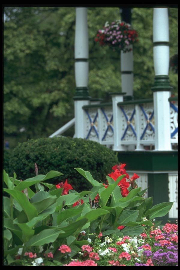 138023 Flowers And Woodwork A4 Photo Print