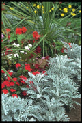 138024 Flowers And Foliage A4 Photo Print
